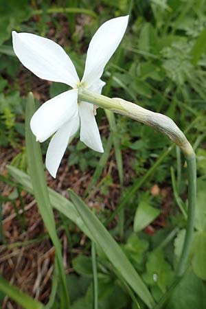 Narcissus radiiflorus \ Stern-Narzisse / Narrow-Leaved Narcissus, A Kärnten/Carinthia, Feistritz im Rosental 17.5.2016
