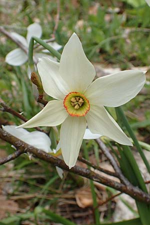 Narcissus radiiflorus \ Stern-Narzisse / Narrow-Leaved Narcissus, A Kärnten/Carinthia, Feistritz im Rosental 17.5.2016