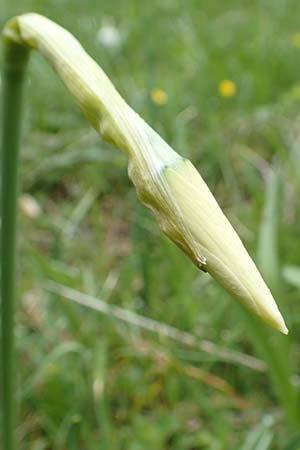 Narcissus radiiflorus \ Stern-Narzisse / Narrow-Leaved Narcissus, A Kärnten/Carinthia, Feistritz im Rosental 17.5.2016