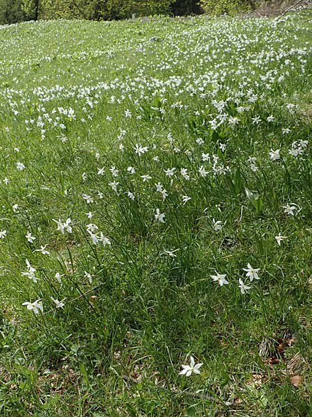 Narcissus radiiflorus \ Stern-Narzisse / Narrow-Leaved Narcissus, A Kärnten/Carinthia, Feistritz im Rosental 17.5.2016