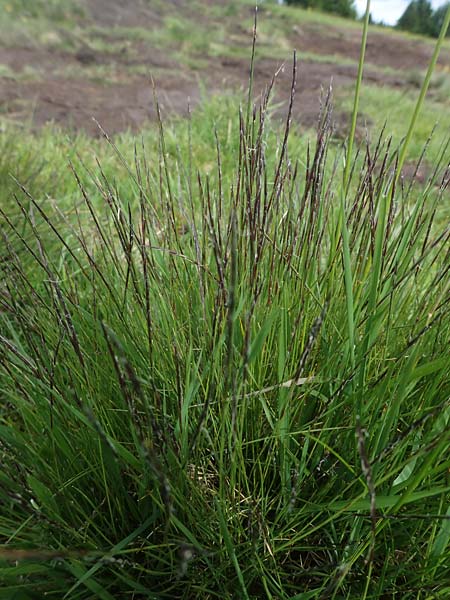 Nardus stricta \ Borst-Gras / Mat Grass, A Kärnten/Carinthia, Koralpe 5.7.2023