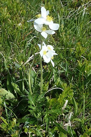 Anemone narcissiflora \ Berghhnlein, Narzissenbltige Anemone / Narcissus Anemone, A Kärnten/Carinthia, Koralpe 5.7.2023