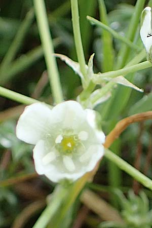Ornithogalum pannonicum ? \ Pannonischer Milchstern, Schopf-Milchstern / Pannonian Star of Bethlehem, A Siegendorf 13.5.2022
