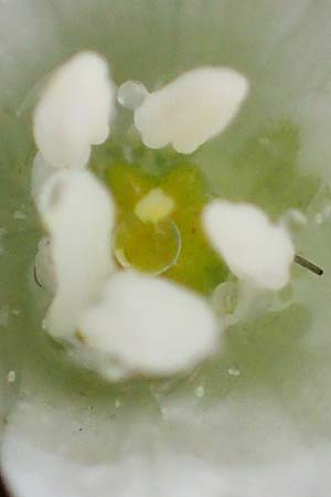 Ornithogalum pannonicum ? \ Pannonischer Milchstern, Schopf-Milchstern / Pannonian Star of Bethlehem, A Siegendorf 13.5.2022