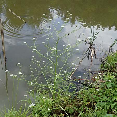 Oenanthe aquatica \ Gro&szlig;er Wasserfenchel, Pferdesaat / Fine-Leaved Water Dropwort, A Sankt Martin im Sulmtal 17.6.2026