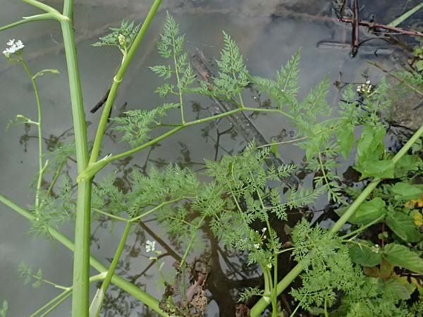 Oenanthe aquatica \ Gro&szlig;er Wasserfenchel, Pferdesaat / Fine-Leaved Water Dropwort, A Sankt Martin im Sulmtal 17.6.2026