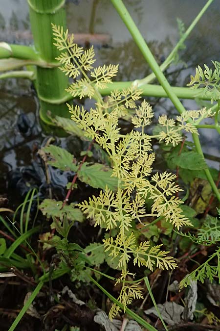 Oenanthe aquatica \ Gro&szlig;er Wasserfenchel, Pferdesaat / Fine-Leaved Water Dropwort, A Sankt Martin im Sulmtal 17.6.2026