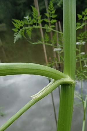 Oenanthe aquatica \ Gro&szlig;er Wasserfenchel, Pferdesaat / Fine-Leaved Water Dropwort, A Sankt Martin im Sulmtal 17.6.2026