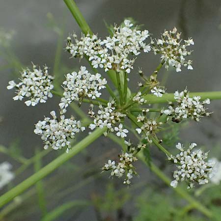 Oenanthe aquatica \ Gro&szlig;er Wasserfenchel, Pferdesaat / Fine-Leaved Water Dropwort, A Sankt Martin im Sulmtal 17.6.2026