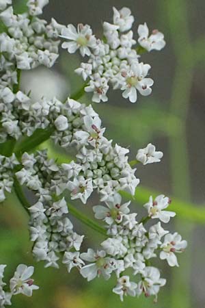 Oenanthe aquatica \ Gro&szlig;er Wasserfenchel, Pferdesaat / Fine-Leaved Water Dropwort, A Sankt Martin im Sulmtal 17.6.2026