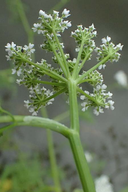 Oenanthe aquatica \ Gro&szlig;er Wasserfenchel, Pferdesaat / Fine-Leaved Water Dropwort, A Sankt Martin im Sulmtal 17.6.2026