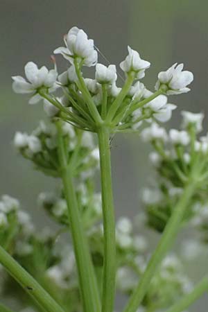 Oenanthe aquatica \ Gro&szlig;er Wasserfenchel, Pferdesaat / Fine-Leaved Water Dropwort, A Sankt Martin im Sulmtal 17.6.2026