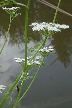 Oenanthe aquatica \ Gro&szlig;er Wasserfenchel, Pferdesaat / Fine-Leaved Water Dropwort, A Sankt Martin im Sulmtal 17.6.2026