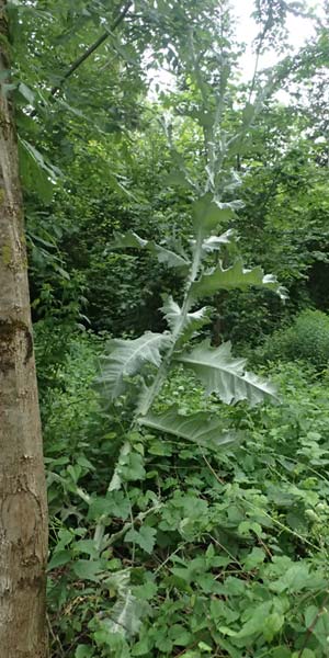 Onopordum acanthium \ Gew�hnliche Esels-Distel / Cotton Thistle, A Unterferlach 17.6.2026