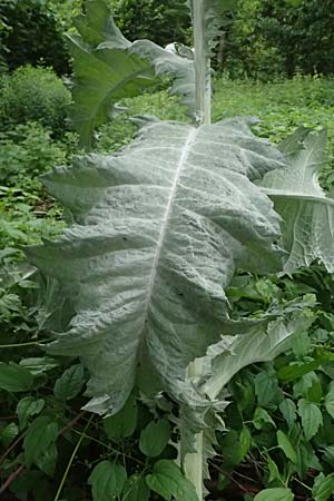 Onopordum acanthium \ Gew�hnliche Esels-Distel / Cotton Thistle, A Unterferlach 17.6.2026