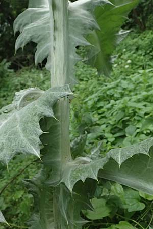 Onopordum acanthium \ Gew�hnliche Esels-Distel / Cotton Thistle, A Unterferlach 17.6.2026