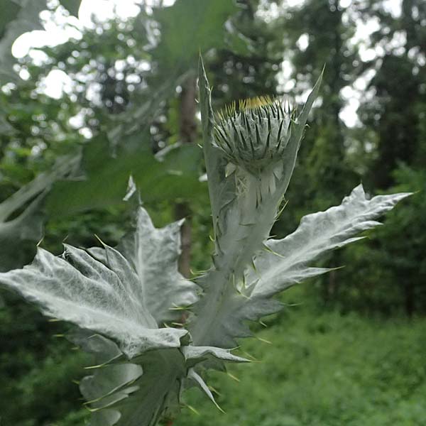 Onopordum acanthium \ Gew�hnliche Esels-Distel / Cotton Thistle, A Unterferlach 17.6.2026