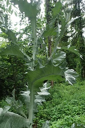 Onopordum acanthium \ Gew�hnliche Esels-Distel / Cotton Thistle, A Unterferlach 17.6.2026