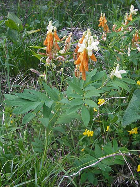 Lathyrus ochraceus subsp. ochraceus \ Ockergelbe Platterbse / Yellow Pea, A Kärnten/Carinthia, Hochobir 1.7.2010