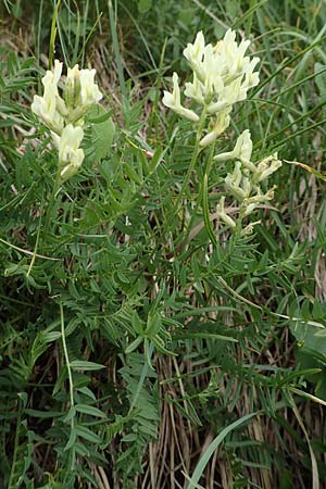 Oxytropis campestris \ Gewhnlicher Alpen-Spitzkiel / Yellow Oxytropis, A Pusterwald, Eiskar 1.7.2019