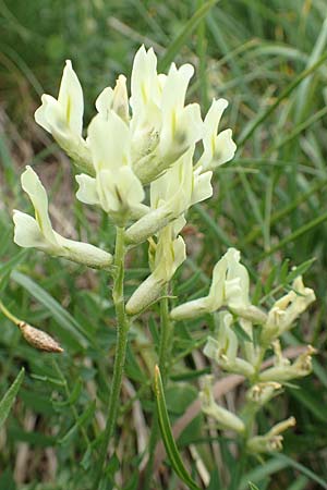 Oxytropis campestris \ Gewhnlicher Alpen-Spitzkiel / Yellow Oxytropis, A Pusterwald, Eiskar 1.7.2019