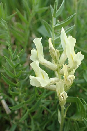 Oxytropis campestris \ Gewhnlicher Alpen-Spitzkiel / Yellow Oxytropis, A Pusterwald, Eiskar 1.7.2019