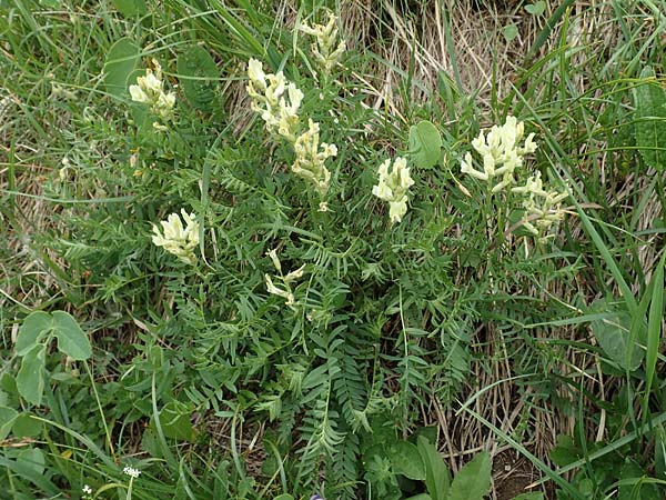 Oxytropis campestris \ Gewhnlicher Alpen-Spitzkiel / Yellow Oxytropis, A Pusterwald, Eiskar 1.7.2019