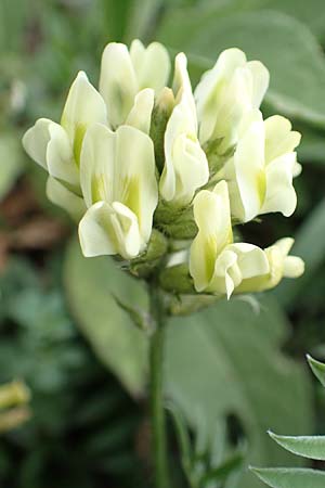 Oxytropis campestris \ Gewhnlicher Alpen-Spitzkiel / Yellow Oxytropis, A Pusterwald, Eiskar 1.7.2019