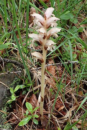 Orobanche caryophyllacea \ Labkraut-Sommerwurz, Nelken-Sommerwurz / Bedstraw Broomrape, A Orthof am Semmering 29.6.2020