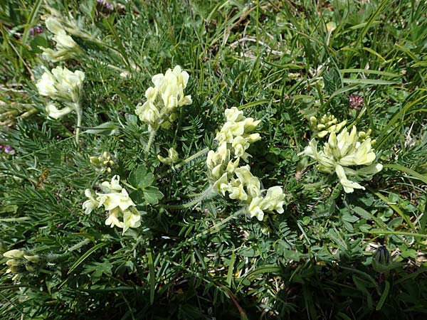 Oxytropis campestris \ Gewhnlicher Alpen-Spitzkiel / Yellow Oxytropis, A Wölzer Tauern, Kleiner Zinken 26.6.2021