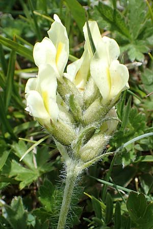 Oxytropis campestris \ Gewhnlicher Alpen-Spitzkiel / Yellow Oxytropis, A Wölzer Tauern, Kleiner Zinken 26.6.2021