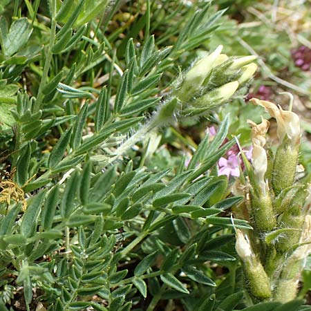 Oxytropis campestris \ Gewhnlicher Alpen-Spitzkiel / Yellow Oxytropis, A Wölzer Tauern, Kleiner Zinken 26.6.2021
