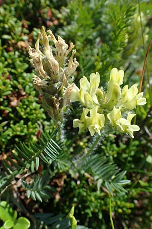 Oxytropis campestris \ Gewhnlicher Alpen-Spitzkiel / Yellow Oxytropis, A Wölzer Tauern, Kleiner Zinken 24.7.2021