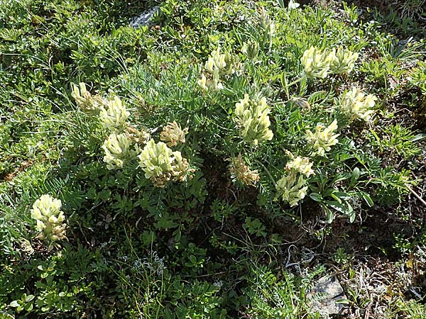 Oxytropis campestris \ Gewhnlicher Alpen-Spitzkiel / Yellow Oxytropis, A Wölzer Tauern, Hohenwart 29.7.2021