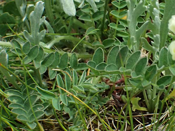 Oxytropis campestris \ Gewhnlicher Alpen-Spitzkiel / Yellow Oxytropis, A Großglockner 30.6.2025