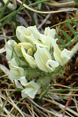 Oxytropis campestris \ Gewhnlicher Alpen-Spitzkiel / Yellow Oxytropis, A Großglockner 30.6.2025