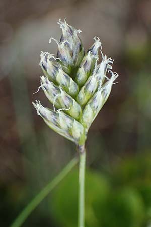 Oreochloa disticha \ Zweizeiliges Kopfgras / Oreochloa, A Wölzer Tauern, Schießeck 26.6.2021