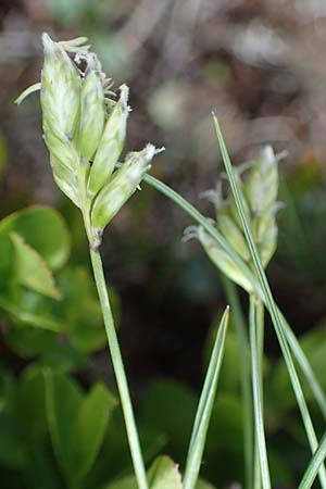 Oreochloa disticha \ Zweizeiliges Kopfgras / Oreochloa, A Wölzer Tauern, Schießeck 26.6.2021