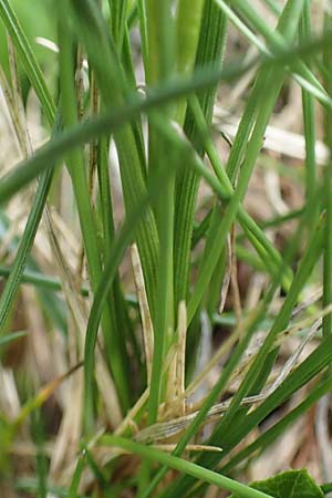 Oreochloa disticha \ Zweizeiliges Kopfgras / Oreochloa, A Wölzer Tauern, Schießeck 26.6.2021