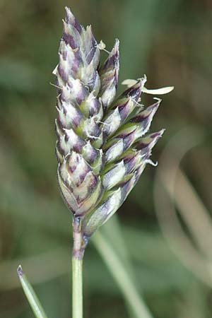 Oreochloa disticha \ Zweizeiliges Kopfgras / Oreochloa, A Wölzer Tauern, Schießeck 26.6.2021
