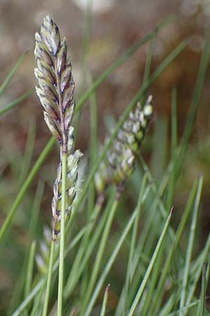 Oreochloa disticha \ Zweizeiliges Kopfgras / Oreochloa, A Wölzer Tauern, Schießeck 26.6.2021