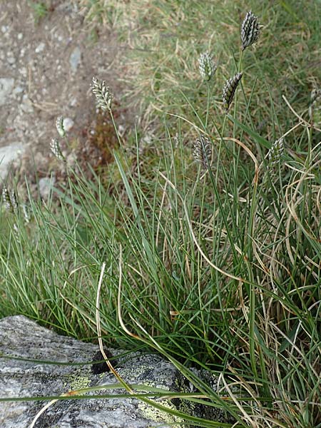 Oreochloa disticha \ Zweizeiliges Kopfgras / Oreochloa, A Wölzer Tauern, Schießeck 26.6.2021