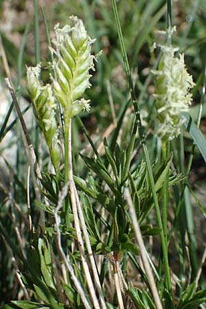 Oreochloa disticha \ Zweizeiliges Kopfgras / Oreochloa, A Seetaler Alpen, Zirbitzkogel 28.6.2021