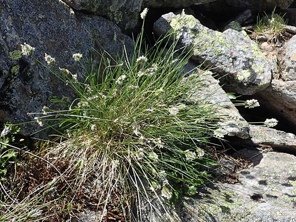 Oreochloa disticha \ Zweizeiliges Kopfgras / Oreochloa, A Seetaler Alpen, Zirbitzkogel 28.6.2021