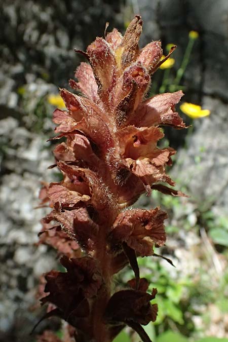 Orobanche flava \ Pestwurz-Sommerwurz, Hellgelbe Sommerwurz / Butterbur Broomrape, A St. Gallen im Gesäuse 4.7.2024