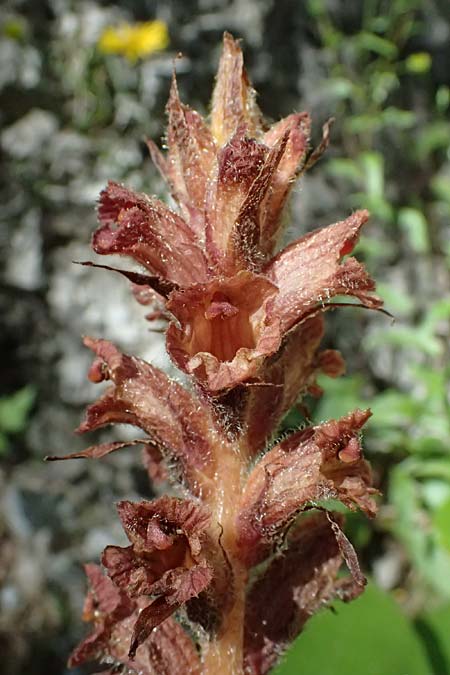 Orobanche flava \ Pestwurz-Sommerwurz, Hellgelbe Sommerwurz / Butterbur Broomrape, A St. Gallen im Gesäuse 4.7.2024