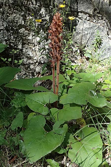 Orobanche flava \ Pestwurz-Sommerwurz, Hellgelbe Sommerwurz / Butterbur Broomrape, A St. Gallen im Gesäuse 4.7.2024