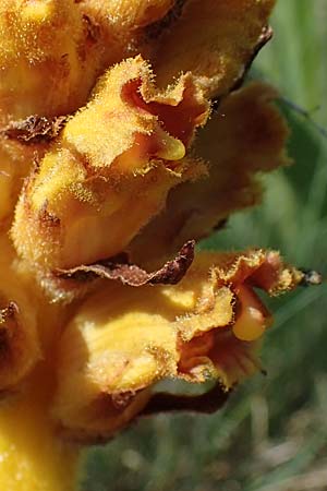Orobanche gracilis \ Blutrote Sommerwurz / Slender Broomrape, A Gumpoldskirchen 15.5.2022