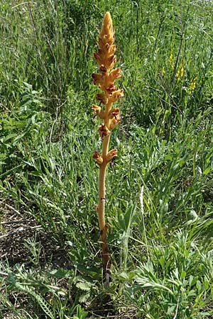 Orobanche gracilis \ Blutrote Sommerwurz / Slender Broomrape, A Gumpoldskirchen 15.5.2022