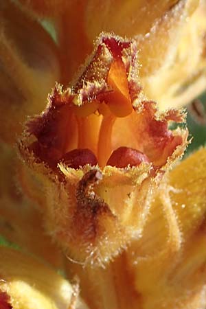 Orobanche gracilis \ Blutrote Sommerwurz / Slender Broomrape, A Gumpoldskirchen 15.5.2022